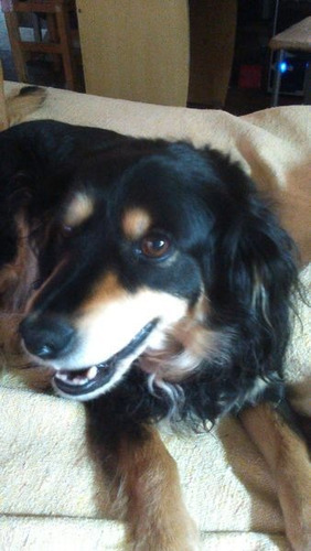 Imagen 6 de 8 de Guarderia Y Pensionado Canino - Sin Caniles - Zona Noroeste