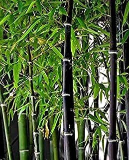 Semillas De Bambú Negro Raras Para Plantar 100 Semillas Crec