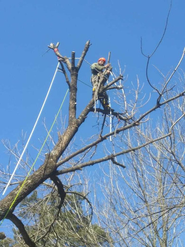 Imagen 3 de 6 de Poda De Árboles En Altura. Tala Y Extracción. Palmeras