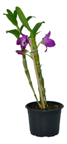 Orquidea Dendrobium
