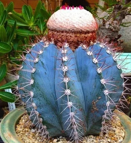 Melocactus Azureus, Mp