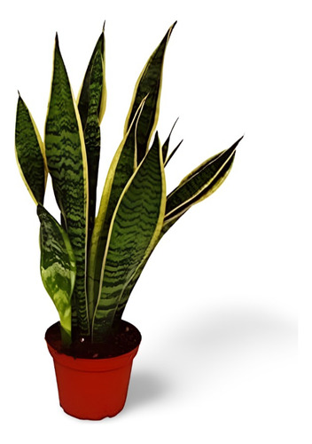 Planta Planta Que Se Llama Lengua De Suegra