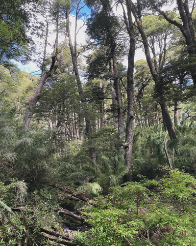 Tu Refugio En La Naturaleza! Parcela A Minutos De Pucón