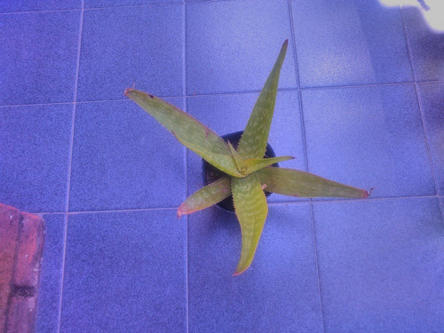 Aloe Vera -saponaria /barbadensis- Sin Químicos. 