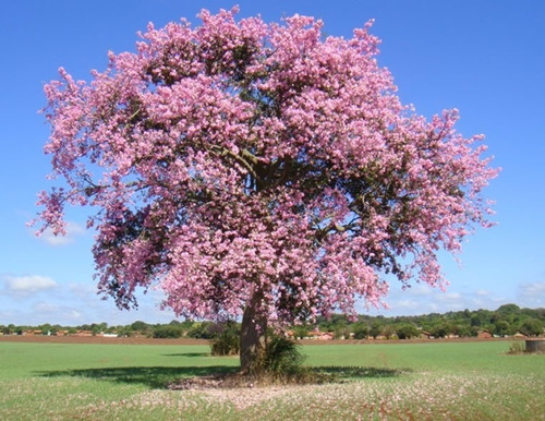 Semillas De Palo De Rosa Cosecha 2024