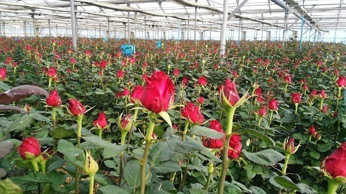 Corrida Financiera Para Cultivo De Rosa En Invernadero