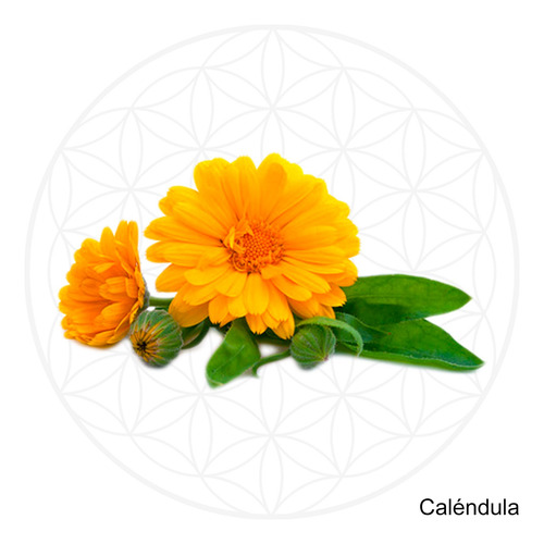 Microdosis De Caléndula