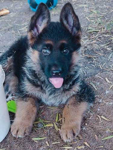 Imagen 10 de 10 de Cachorros Ovejero Alemán