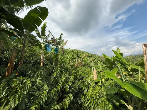 Venta Finca Circasia Cafe - Platano - Banano - 12.5 Cuadras