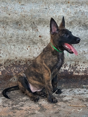 Cachorros Pastor Holandés (dutch Shepherd)