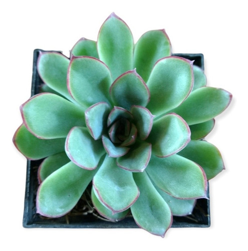 Echeveria Pulidonis 6 Pzas 3 Pulg.