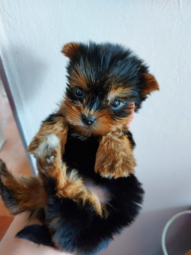 Imagen 1 de 9 de Yorkshire Hembra 2 Meses De Edad