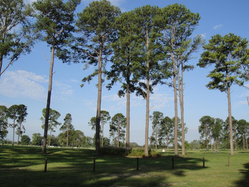 Imagen 6 de 13 de Terreno - Los Pinares C. Club