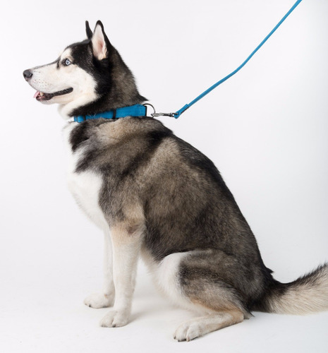 Collar Perro Microfibra Dogline Mediano Azul Tamaño Del