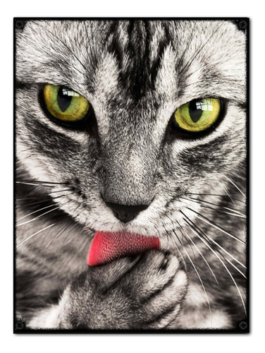 #805 - Cuadro Vintage / Gato Felino Ojos Poster No Chapa