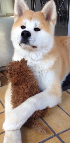 Akita Inu Lindos Filhotes 