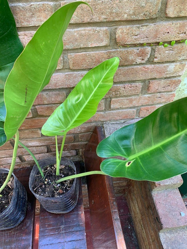 Philodendron Longifolia (filodendro Longifolio) ~oportunidad