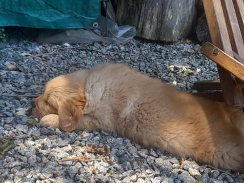 Cachorro Golden Hermoso Para Entregar 