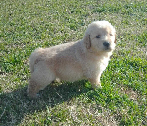 Imagen 10 de 10 de Cachorros Golden Super Hermosos