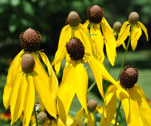 100 Sementes De Yellow Coneflower - Ratibida Margarida Flor