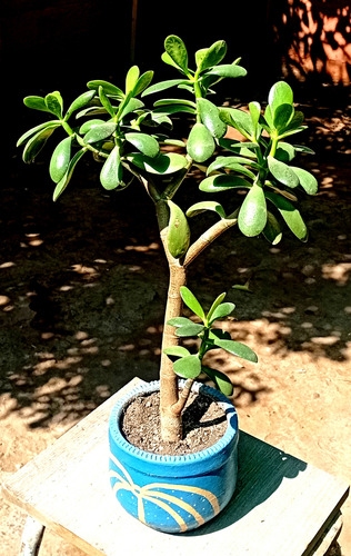 Suculenta Crassula Ovata(jade) Maceta Arcilla