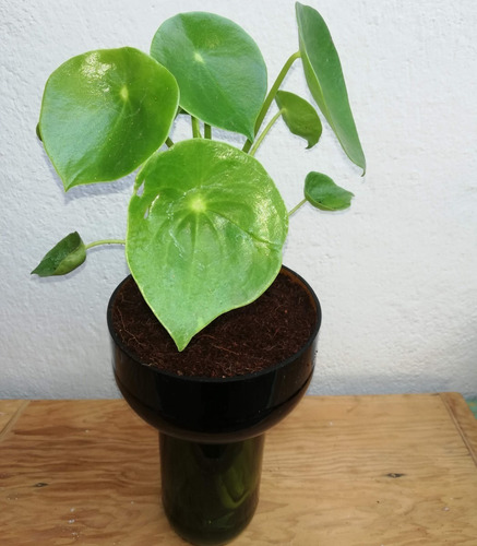 Cuchara Little Plant 27 Sin Soporte. Maceta Autorregante