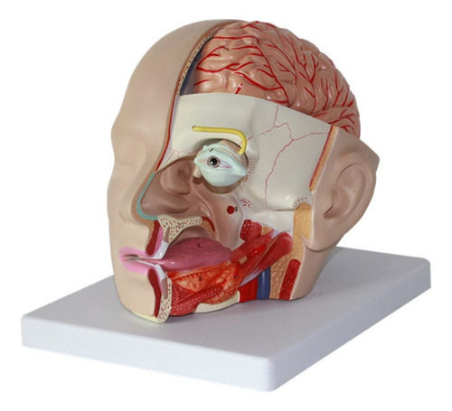 1:1 Modelo Anatómico De Estructura De Cerebro Humano