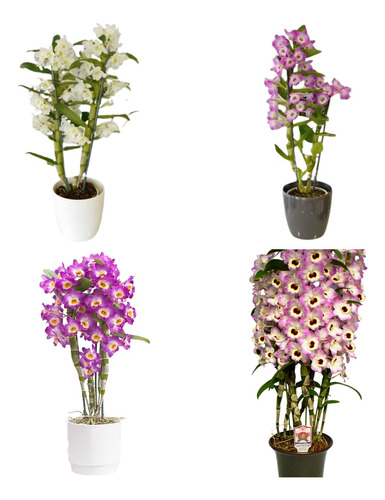 10 Mudas Lindas Orquídeas Dendrobium Na Promoção Frete Grati
