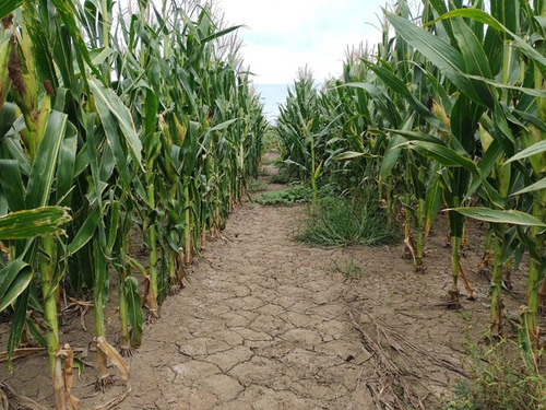 Imagen 2 de 10 de 122 Hectáreas Agrícolas Rincón - Rio Segundo