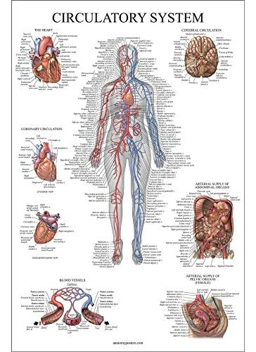 Cartel Anatómico Del Sistema Circulatorio Y Anatomía ...