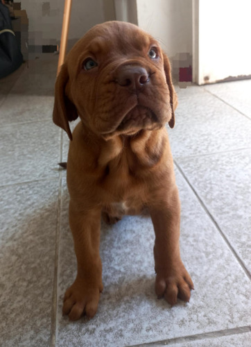  Cachorros Dogo De Burdeos