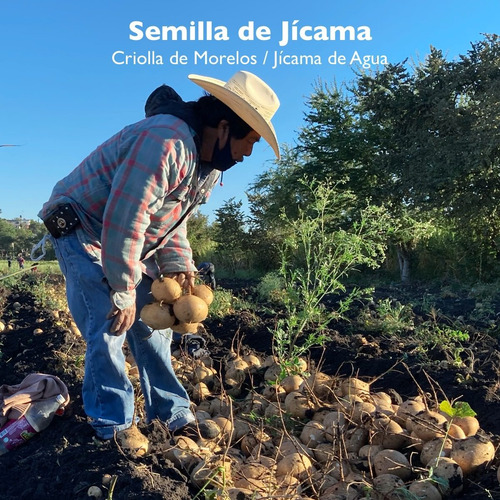 Imagen 3 de 3 de Semilla De Jícama - 1 Kg