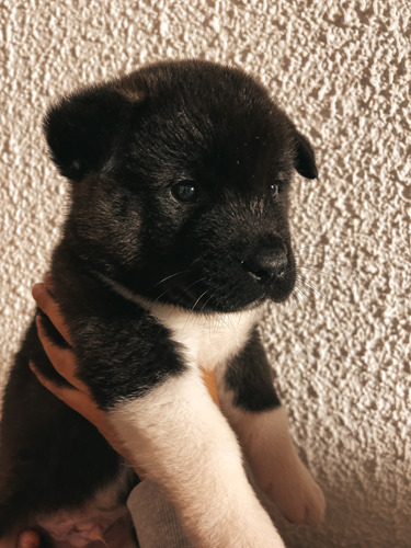 Akitas Americanos -hembras-wt974300544