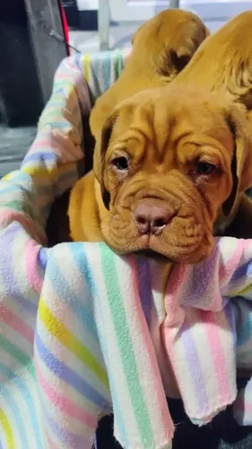 Dogo De Burdeos
