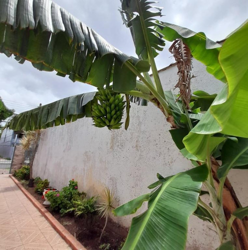 Casa Com 3 Dormitórios À Venda, 381 M² Por R$ 800.000,00 - Camaquã - Porto Alegre/rs - Ca0990