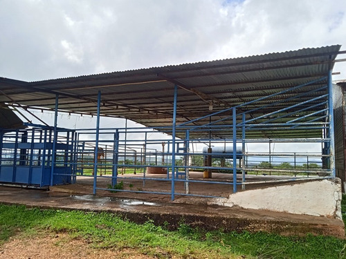 Imagen 12 de 25 de Finca Venta Lara Acarigua En Venta (gamelotal) De 251 Hectareas