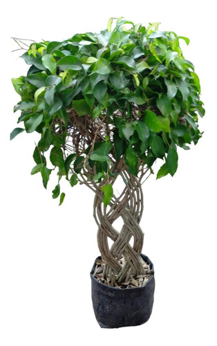 Ficus (trenzado)