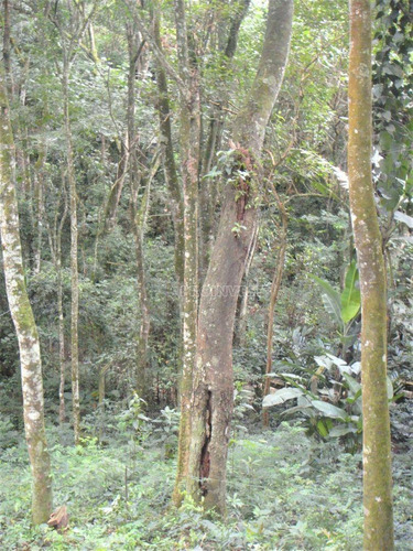 Imagem 8 de 11 de Terreno À Venda, 1472 M² 0 - Granja Viana - Carapicuíba/sp - Te9125