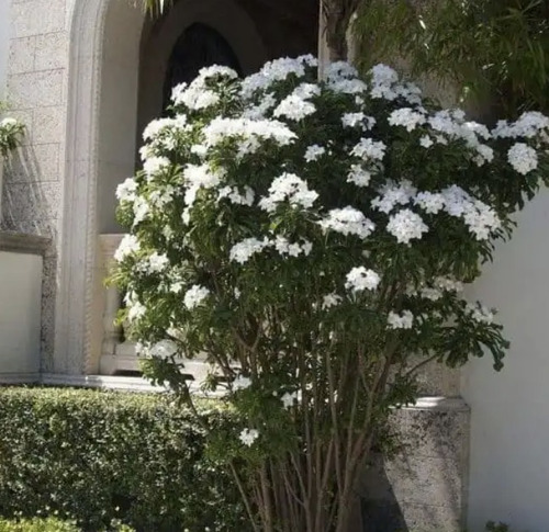 Ramo De Novia Elegante (rapido Desarrollo)