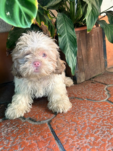 Último Machito Shitzu Albino. Unico .divino. 