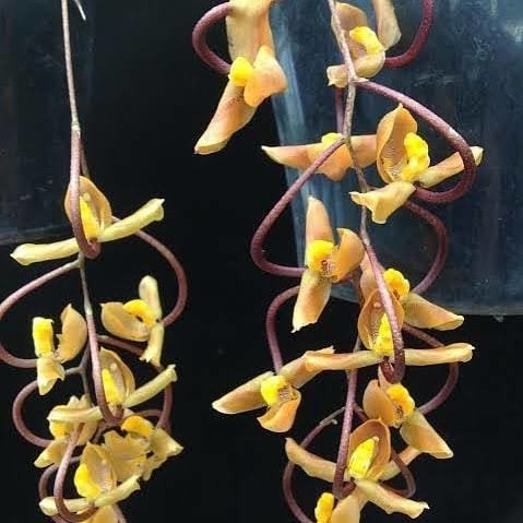 Paquete De Orquídeas