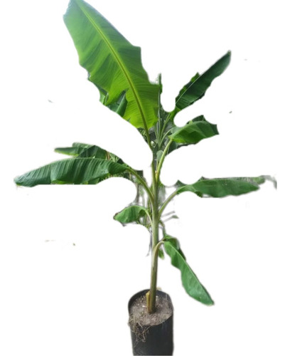 Bananero, Musa × Paradisiaca L. Platanera 20 Lts
