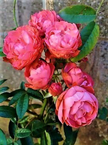 Imagem 2 de 3 de Mudas Rosas Trepadeiras Cor Salmão Com 35 Cm De Altura