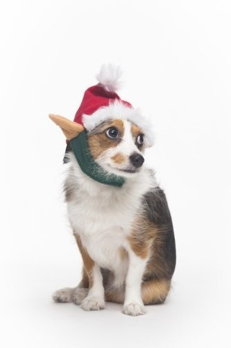 Mascota Elfo Sombrero De Moda Para Perros Pequeñamediana Col