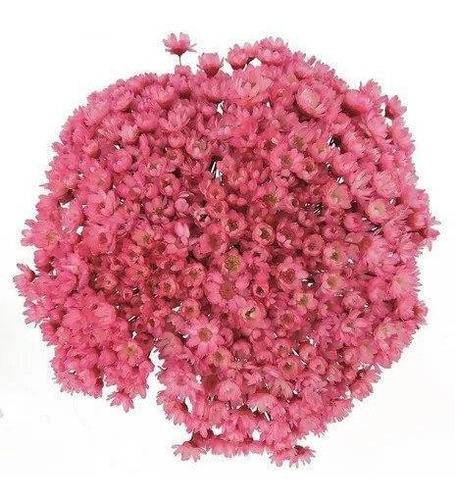 Imagem 1 de 2 de Sempre Viva Florzinha Rosa Chiclete I Flores Desidratadas