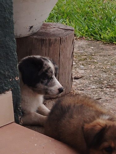 Cachorro Border Collie, Listo Para La Entrega 