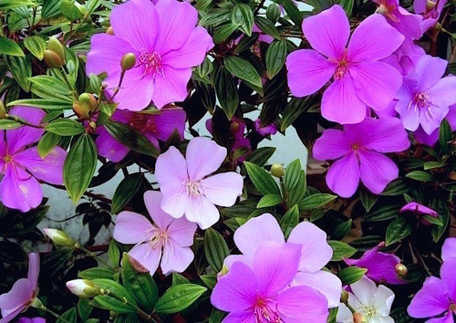 Imagem 9 de 10 de 20 Sementes De Manacá Da Serra Anão Tibouchina Mutabilis