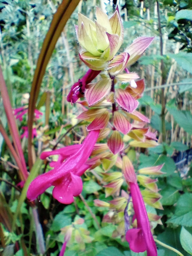 Salvias Involucrata, 10 Plantas