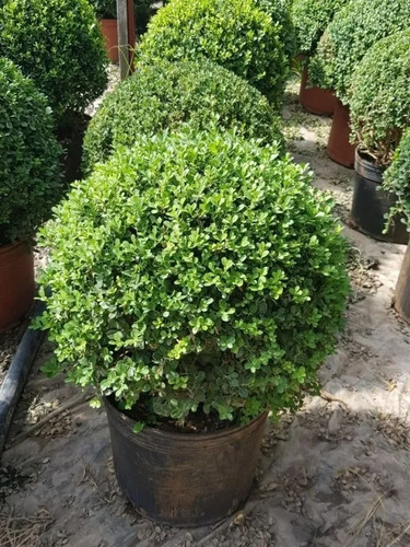 Buxus Sempervirens Bocha 40/50cm Diametro 20lts