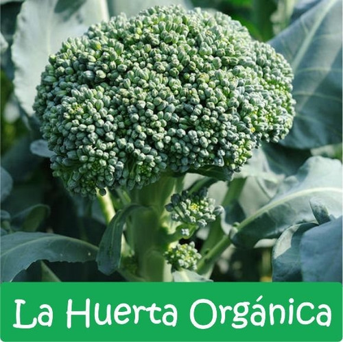 Super Combo Semillas! Huerta Otoño - Invierno Premium!